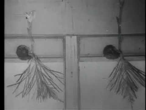 Wilhelm Pfeffer Pflanzenbewegungen