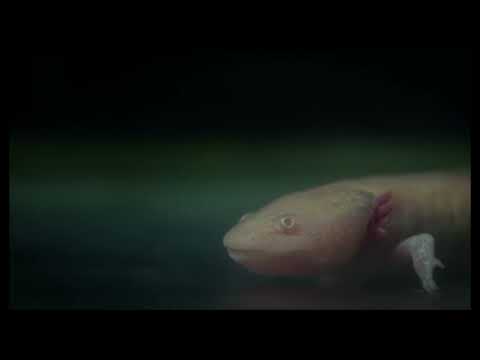 Axolotl | Trailer