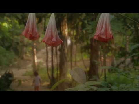 Ayahuasca: Vine of the Soul