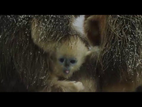 Disneynature's Born in China Official US Trailer