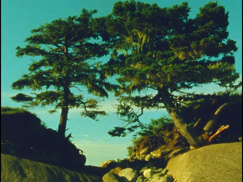 Two Trees (16mm, trailer)