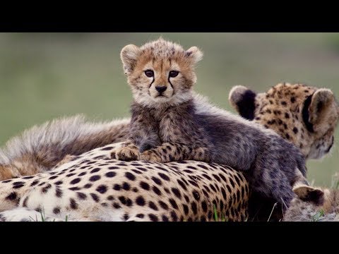 MALEIKA Trailer English (2017)