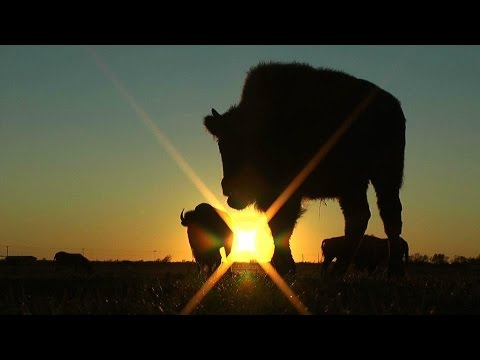 White Buffalo: An American Prophecy Trailer