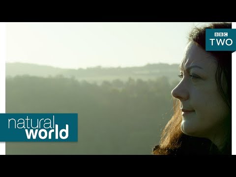 Wild goshawks - Natural World: Preview - BBC Two