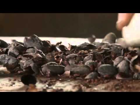Hot Docs Trailers 2011: THE CHOCOLATE FARMER
