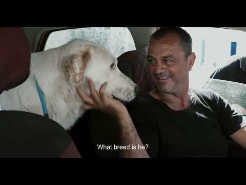 The Stray Story - A dogumentary: Official Theatrical Trailer