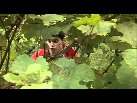 ALMFILM - MOUNTAIN MEADOW MOVIE Trailer with English subtitles