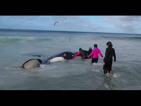 Rick Rosenthal - Whale Wisdom ( trailer )