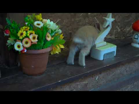 Bunny Decides to Go_trailer