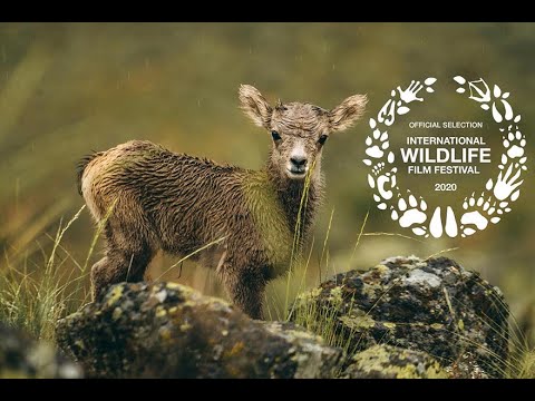 Wild & Wool Trailer