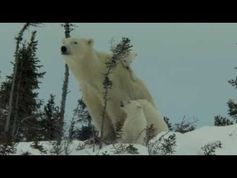 Knut and Friends - OFFICIAL TRAILER