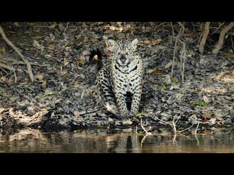 TRAILER OFICIAL JAGUAR VOZ DE UN TERRITORIO