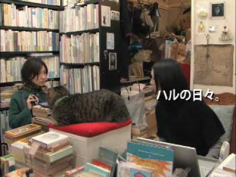 星野真里主演、鈴木卓爾監督『私は猫ストーカー』予告
