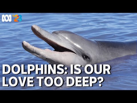 Dolphins: Is Our Love Too Deep? | Coming to ABC in 2023 | ABC TV + iview