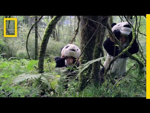 Pandas: The Journey Home Trailer | National Geographic