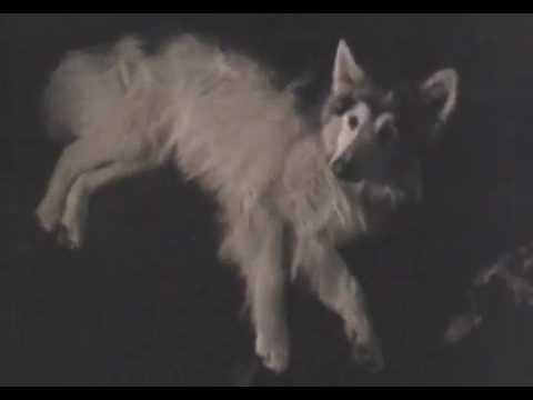 Legend Of The Spirit Dog trailer (official trailer)