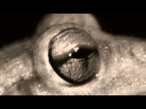 The Scorpion and the Frog