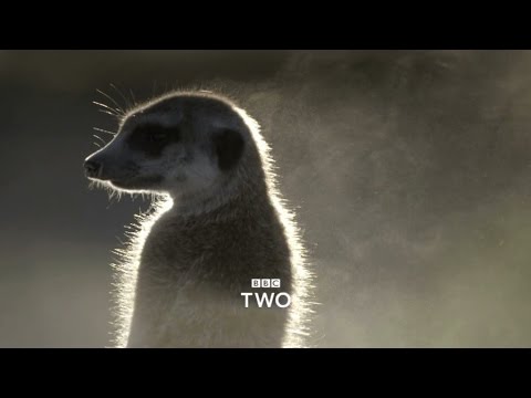 Super Senses: The Secret Power of Animals: Trailer - BBC Two