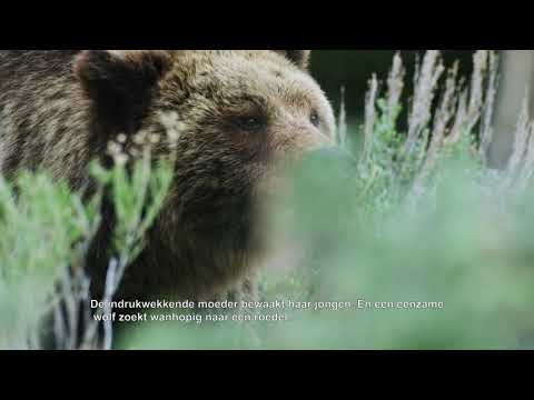 Yellowstone, de terugkeer van de grote jagers