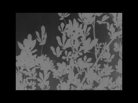 Jeux arborescents (1931) Malespine