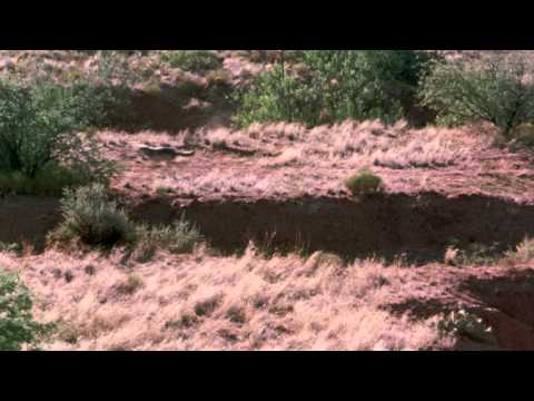 The Legend of Lobo - Trailer