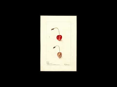 Hot Docs 2023 Trailer: POMOLOGICAL