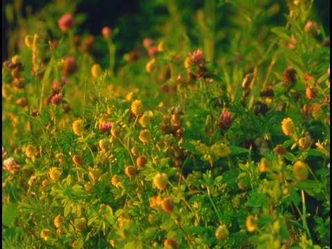 Small Mountains (16mm, trailer)