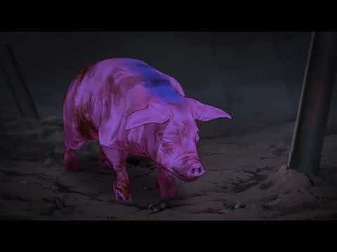 Pig That Survived Foot-and-Mouth Disease