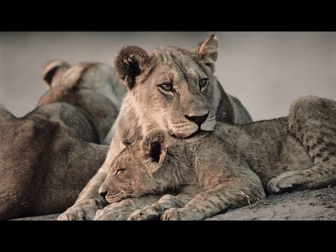 Big Cats, Small World | Terra Mater Studios (Official Trailer)