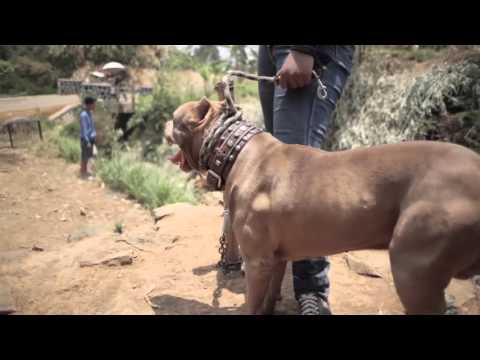 Sihung Official Trailer #1