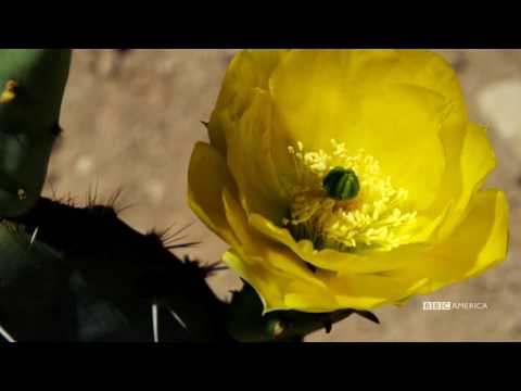 Wild West | Series Premiere | August 19 @ 9/8c on BBC America