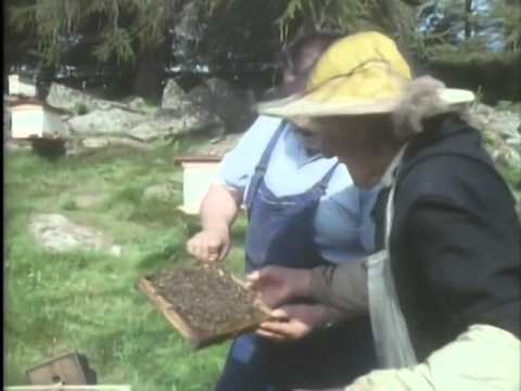 The Monk and the Honeybee Part 2-5