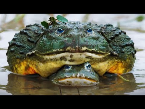 The Mating Game: Trailer | New Attenborough Series | BBC Earth