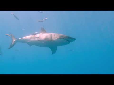 Sharks: Monster of the Media