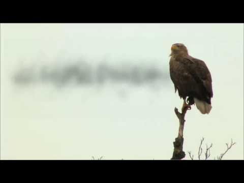 Wild Hungary theatrical trailer