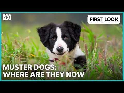 Muster Dogs: Where Are They Now | ABC TV