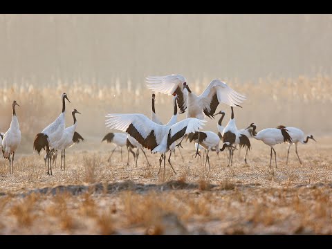 China's Iconic Wildlife - Trailer 2021