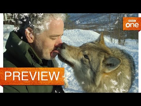 Gordon Buchanan comes face to face with a wolf - Life in the Snow: Preview - BBC One