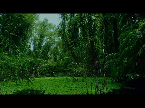 The Eternal Springtime – trailer | IFFR 2021