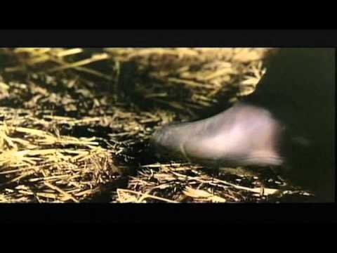 Killer Calibre 32 (1967) Trailer