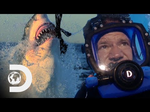 Steve Backshall - Sharks