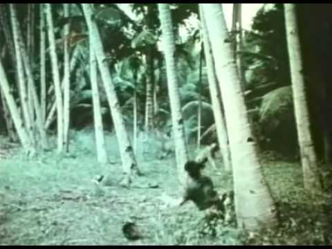 The Hot Box (1972) Theatrical Trailer