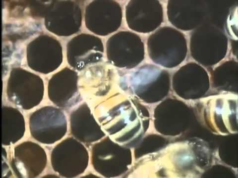 The Monk and the Honeybee Part 1-5