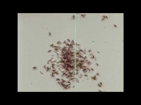 Army Ants: A Study Of Social Behavior (1966)