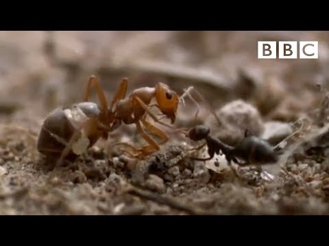 Ant colony raids a rival nest - Natural World - Empire of the Desert Ants - BBC Two