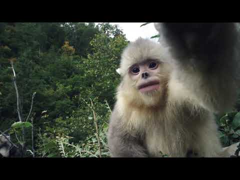 Back from the Brink: Saved from Extinction Official Trailer (2019)