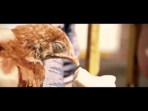 Boogaloo & Graham film Trailer: Curacao IFFR 2016