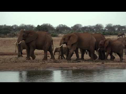 Gambling on Extinction [Official Trailer]