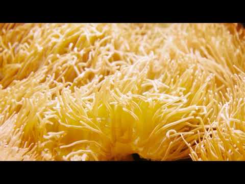 The Children of God - Trailer