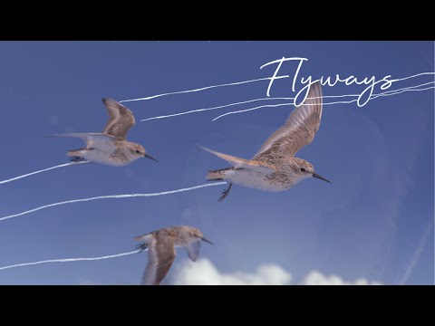 FLYWAYS : The untold journey of migratory shorebirds.  Official Trailer [April 2023]